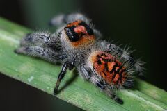 Phidippus regius