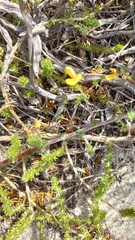 Aspalathus crassisepala