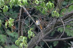 Cossypha caffra caffra