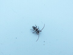 Pogonocherus hispidus