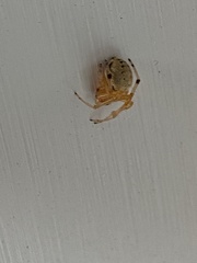 Araneus thaddeus
