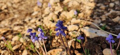 Muscari parviflorum