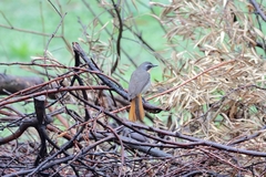 Cossypha caffra caffra