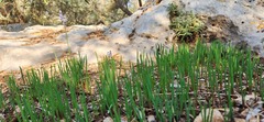 Muscari parviflorum