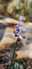 Muscari parviflorum
