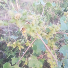 Xanthium orientale