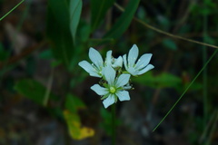 Dionaea muscipula