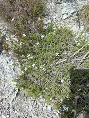 Jamesbrittenia calciphila