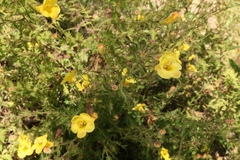 Aureolaria pedicularia