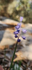 Muscari parviflorum