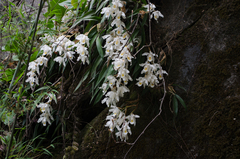 Coelogyne cristata