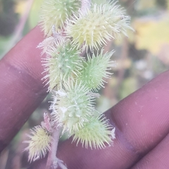 Xanthium orientale