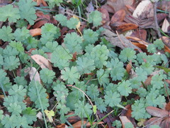 Geranium pusillum