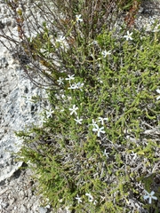 Jamesbrittenia calciphila