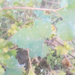 Xanthium orientale