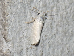 Prodoxidae
