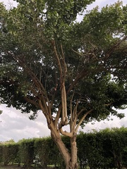Ficus benghalensis