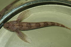 Coryphoblennius galerita