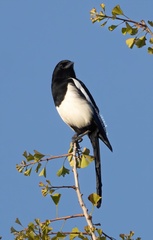 Pica pica