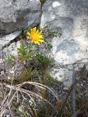 Berkheya coriacea