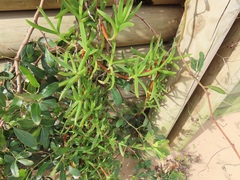 Carpobrotus dimidiatus