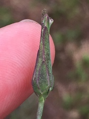 Lactuca hirsuta