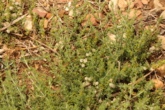 Pollichia campestris