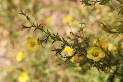 Aureolaria pedicularia