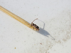 Pogonocherus hispidus