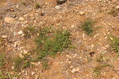 Pollichia campestris