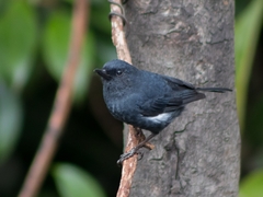 Diglossa albilatera