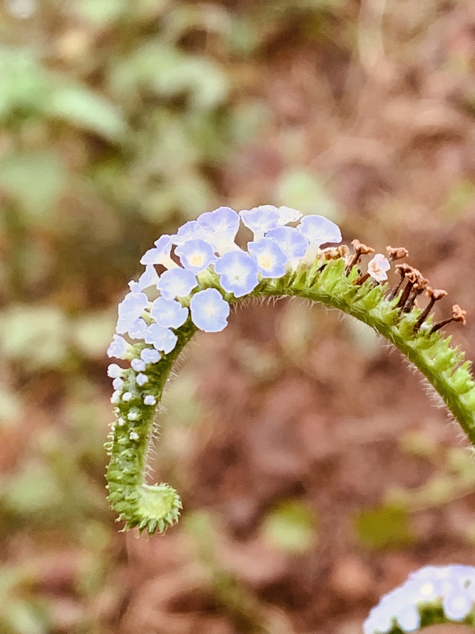 Heliotropium indicum