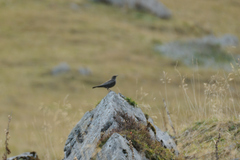 Turdus torquatus