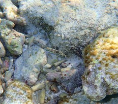 Halichoeres nebulosus