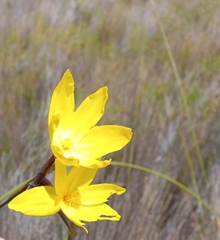 Bobartia longicyma