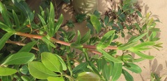 Carpobrotus dimidiatus