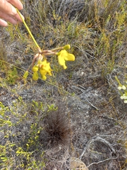 Bobartia longicyma