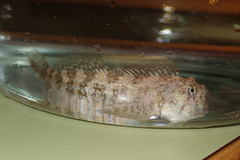 Coryphoblennius galerita
