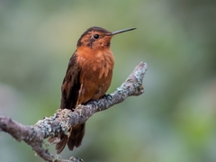 Aglaeactis cupripennis