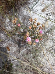 Lampranthus tenuifolius