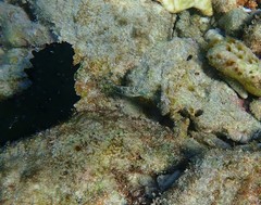 Halichoeres nebulosus