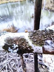 Melanohalea olivacea