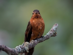 Aglaeactis cupripennis