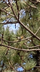 Peucedramus taeniatus