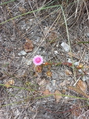 Lampranthus tenuifolius