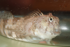 Coryphoblennius galerita