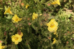 Aureolaria pedicularia