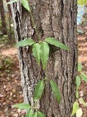 Bignonia capreolata