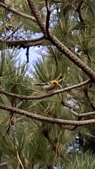 Peucedramus taeniatus