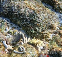 Halichoeres nebulosus